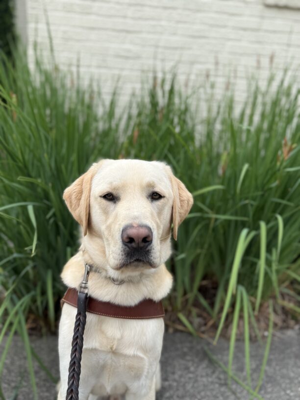 Draeger sits in front on a landscaped area with tall grasses. He is wearing his guide dog harness and stoically looking at the camera as he waits for his kibble for a job well done.