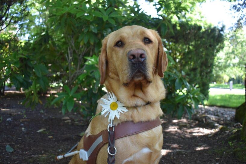 Yellow lab (Ferb) sits in harness looking towards the camera. He has a beautiful white daisy with a yellow center in his collar positioned by his right ear.