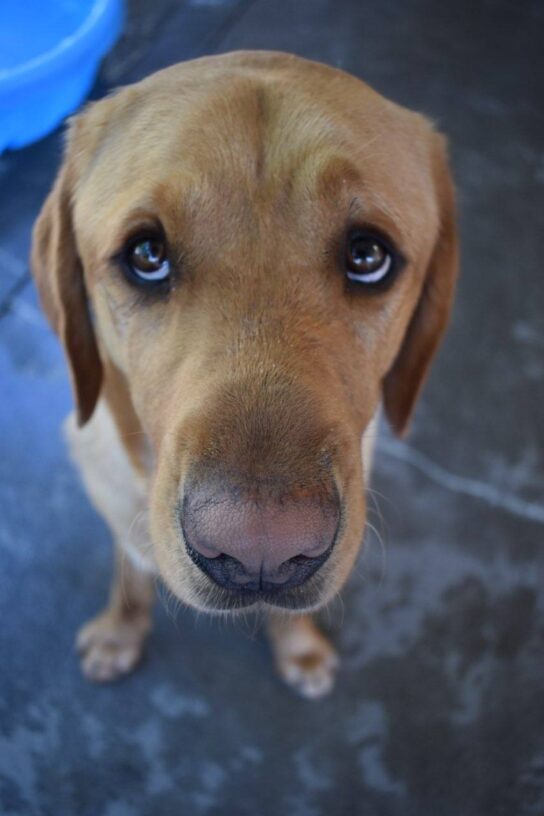Yellow lab (Ferb) sits while looking up at the camera from an aerial view, showing off his puppy dog eyes.
