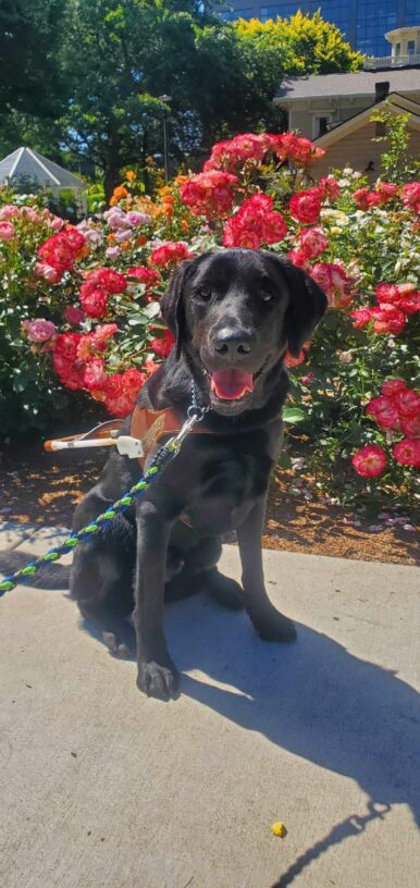 Black lab (Hobby) sits in harness looking towards the camera with a big smile on his face. He sits in front of beautiful red flowers on a sunny day.