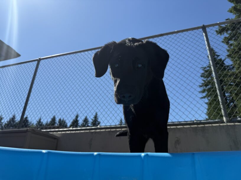 Black lab (Hobby) looking down at the camera. The camera is placed at floor level with Hobby standing in a bright blue pool. All you can see is the edge of the pool and Hobby standing over the camera with his ears flopped forward.