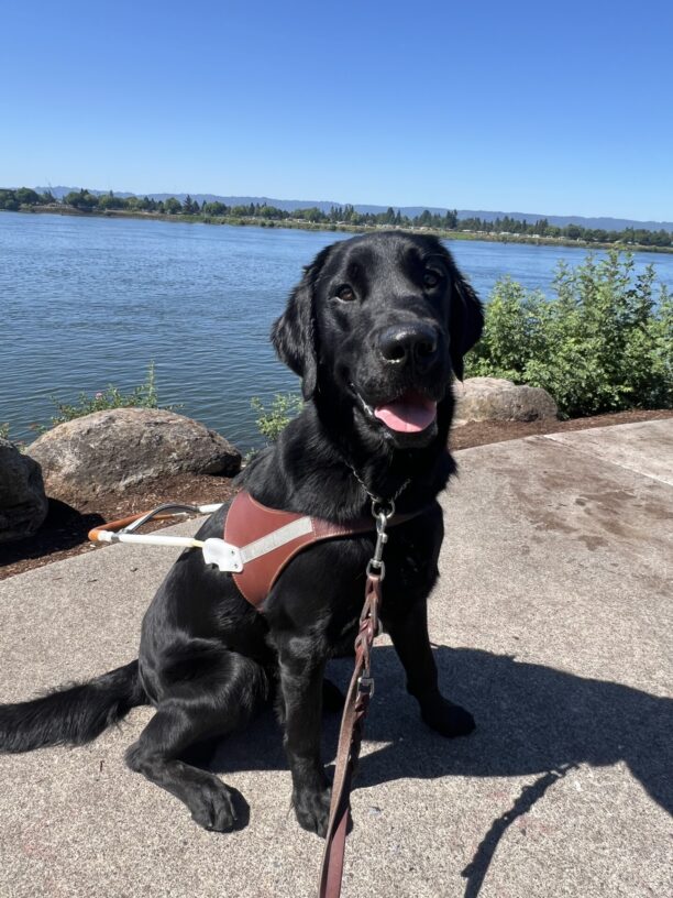 Black lab (Pluto) sits in harness while looking at the camera with a big smile on his face. Pluto sits in front of a beautiful river and green bushes.