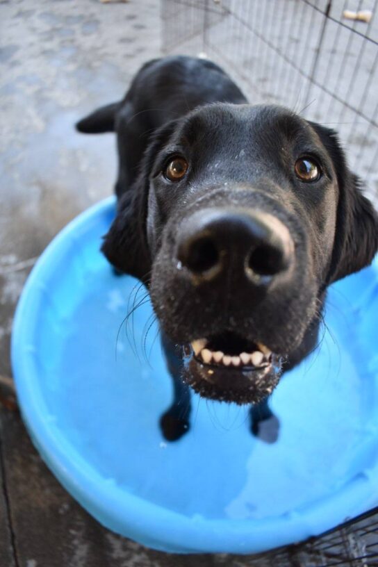Black lab (Pluto) stands in a bright blue pool filled with water. He is looking up at the camera from an aerial view with a big smile on his face.