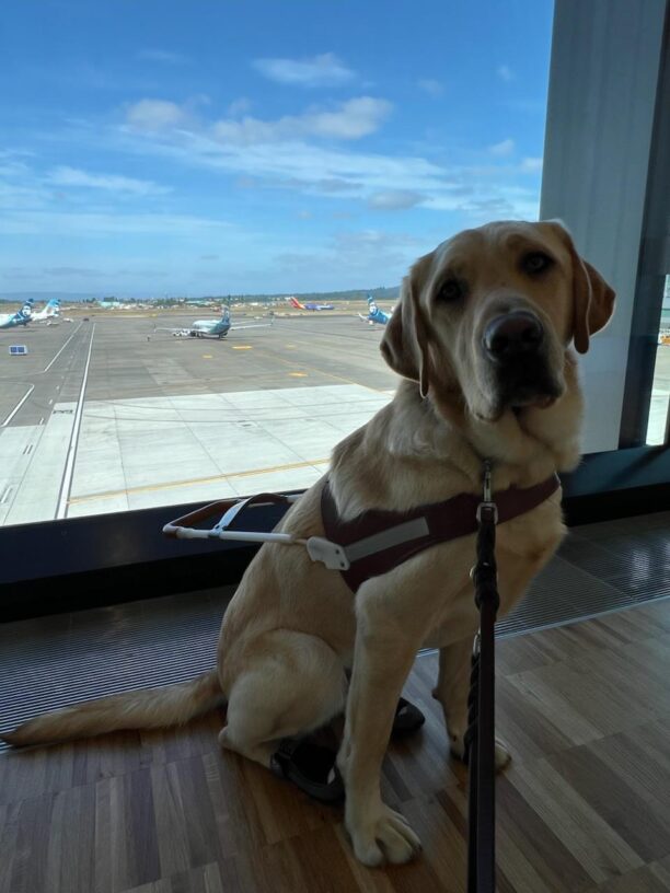 Yellow lab (Scott) sits in harness on a wooden floor at the airport. He sits in front of a window and in the background you can see many planes about to take off or just came in for landing.