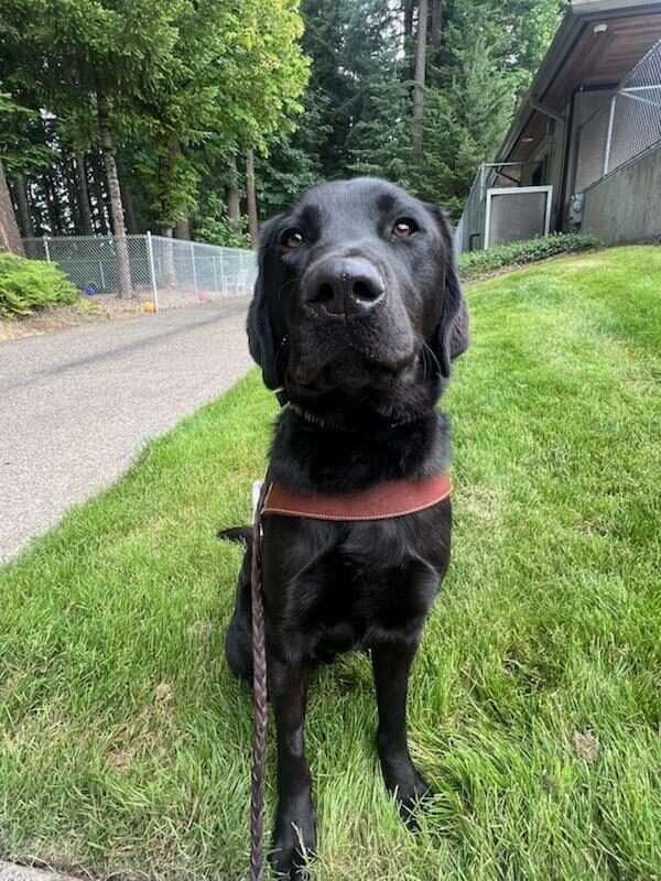 Black lab (Trout) sits in harness on a grassy field with a gravel road in the background. He sits staring at the camera with a small smile on his face.