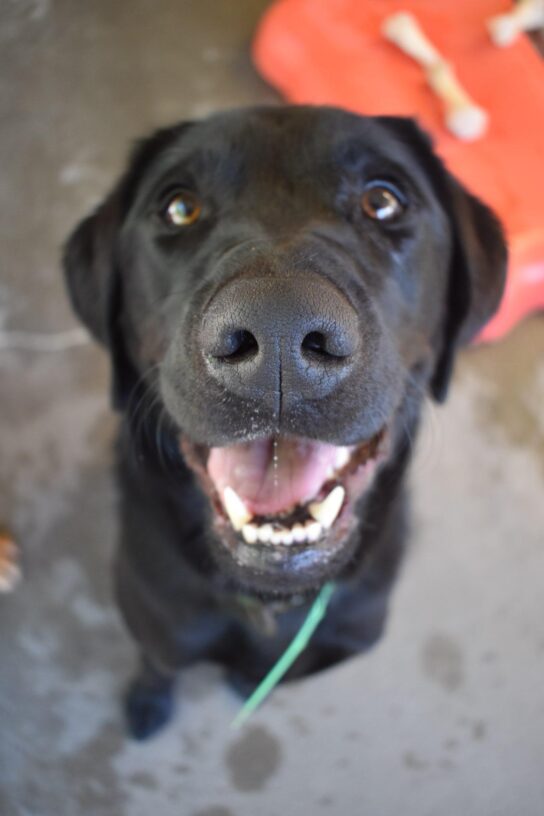 Black lab (Trout) sitting staring up at the camera with a big smile on his face. There are bones and play structures in the background out of focus.