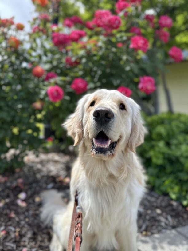 Mills sits in front of a bush with brightly colored pink flowers. He is looking at the camera with a relaxed, open-mouthed smile!