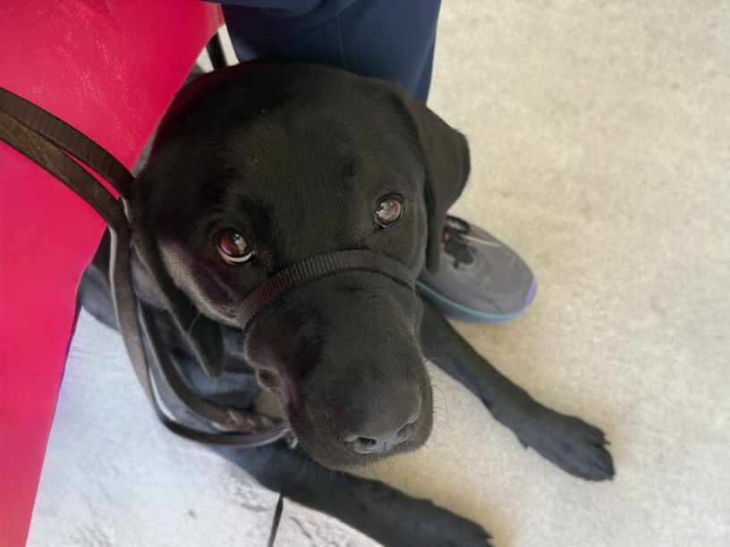 Mulberry practices settling under a bright pink chair. She is laying down, looking up at the camera with eager eyes, awaiting her treat!