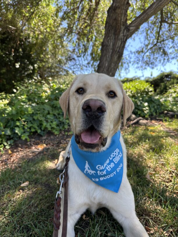 Wingman sits in front of a tree and shrubbery wearing his blue K9 Buddy scarf. He has his head cocked just slightly to the side and his mouth is open in a relaxed smile.