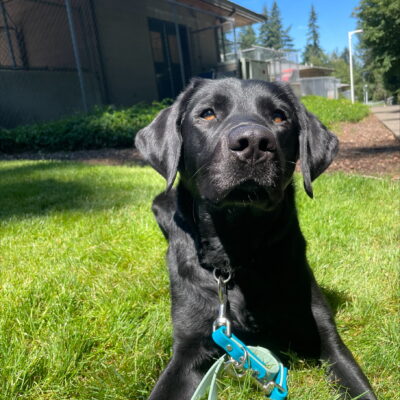 Black lab, Liana, lays in a grassy patch looking attentively at the camera.