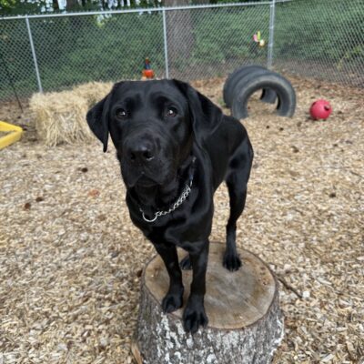 A portrait of Jora, an adorable black Labrador retriever, perched on a wooden stump in a bark chip covered sensory garden. She is looking at the camera with a soft, closed-mouth expression and various objects can be seen in the background such as a chain-fence, a few rubber tire obstacles, and some bales of straw.