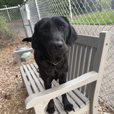 London, a black Labrador retriever, is standing on a grey bench looking at the camera. She's in a bark chip covered yard with a chain-link fence visible in the background.