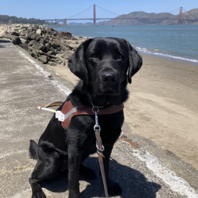 Humboldt is sitting very nicely with his harness on by the shore of the SF Bay. Behind him is a sandy beach with rocky dunes, blue water, and a great view of the Golden Gate Bridge.
