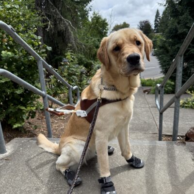 Lucy sits in front of an outdoor staircase in Sandy, OR. She is wearing a guide dog harness and booties and looking towards the camera. There are lots of green trees and bushes in the background.