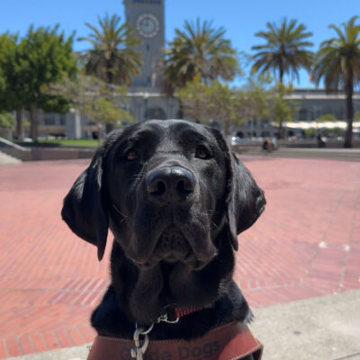 Manila, a black Labrador Retriever, is sitting in harness and staring into the camera. Behind her is San Francisco's Ferry building.