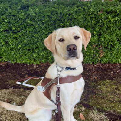 This photo shows Lunar sitting calmly on a grassy patch with a green hedge behind her. She wears her brown Guide Dog harness and leash.