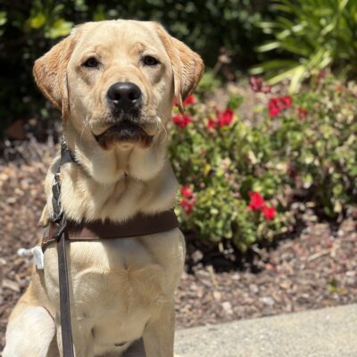 Hendrix sits in front of some flowers in harness.