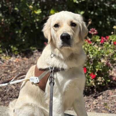 Nanette sits in harness in front of some red flowers.