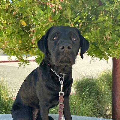 Honda poses under a tree on campus.  She is sitting on a cement bench and looking directly into the camera with soft eyes.