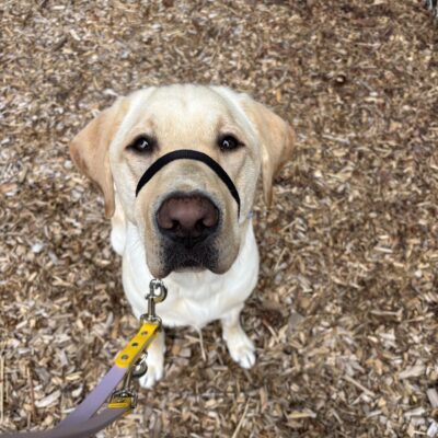 Alban, a large male yellow Labrador Retriever, is sitting on top of bark chips while looking sweetly at the camera. He is wearing his gentle leader with a purple and yellow leash attached.