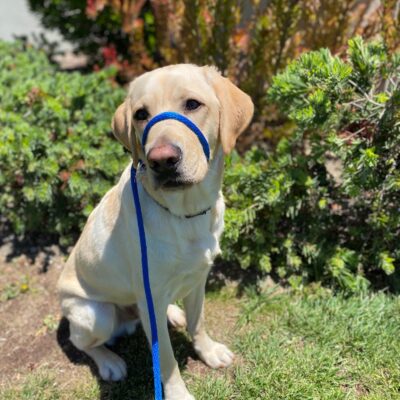 Badger poses for a seated portrait on the GDB campus. He has a soft, gentle look on his face and the sun is shining on his light yellow fur. Behind him is multicolor foliage.