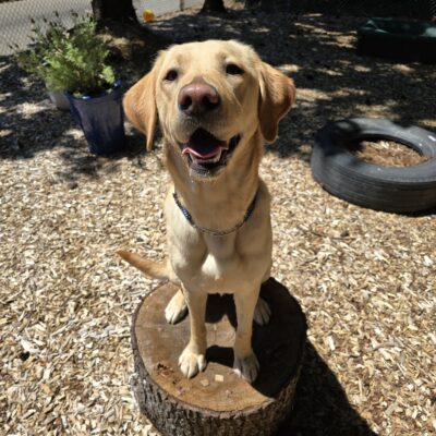Baguette a female yellow Labrador Retriever sits with all four feet on a log round in a bark chip play yard in the bright sunlight with potted plants behind her. She looks eagerly at the camera with her mouth open in a big smile as she pants and waits for a kibble.