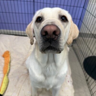 Yellow lab "Boomer" is sitting on a soft bed looking directly into the camera. There is a stuffed toy laying on the bed next to him,