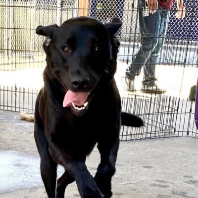 A true action shot, Gumdrop whoops it up in community run! She is enthusiastically running towards the camera with her front feet in the air!