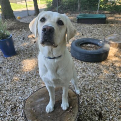 Jessilou a female yellow Labrador Retriever stands with her front feet on a log round in a shaded bark chip play yard. She is focused on the camera with an eager expression on her face.