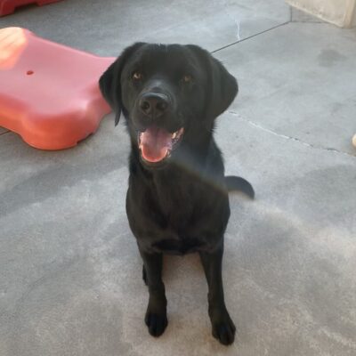 Black lab/ golden cross "Katrina" is seen sitting outside on a sunny day. She is looking towards the camera with a big smile on her face.