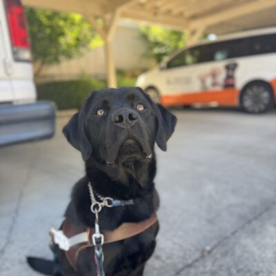 Black lab, Lightning, sits in front of a GDB training van while wearing her harness. She is looking into the camera seriously and seems to be proud of the good work she did after her first route!
