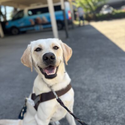 Light yellow lab, Lindsay, sits in front of the GDB training van wearing her harness. She has a bright smile after completing her first training route!