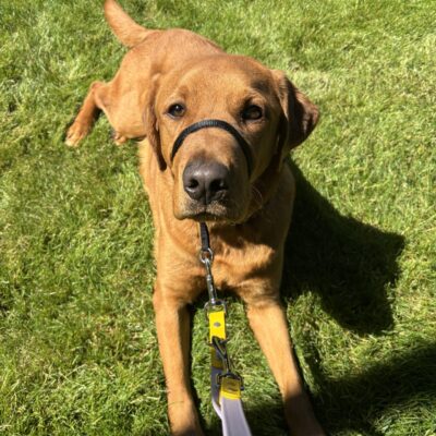 Malbec, a male medium sized yellow Labrador Retriever, is laying on green grass. He is looking at the camera with a sweet expression on his face. He is wearing a gentle leader with a purple and yellow leash attached to it. There is a shadow going across his front legs and the sun is shining down on him.