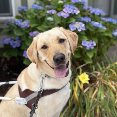 A portrait of female yellow Labrador Retriever, Phaedra, sitting in front of a blueish-purple hydrangea bush and yellow flowering bush. She is wearing her harness and looking at the camera with her tongue partially out of her mouth.