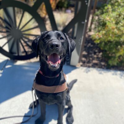 Roti is sitting in her official guide dog harness facing the camera. She has a joyful expression and a big smile on her face. Behind her is a bicycle cut-out and some foliage.