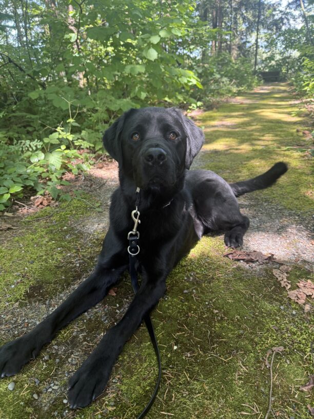 Sammy is laying down on a mossy trail. There is green foliage all around him with rays of sunshine gleaming through. He is looking slightly above the camera and his tail is lifted and wagging.