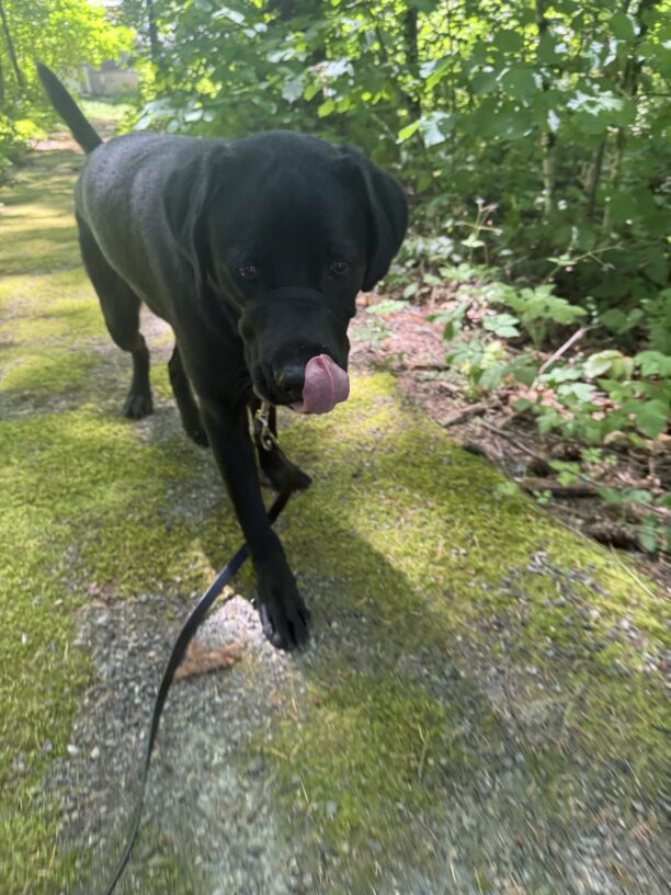 Sammy is trotting on a mossy trail, he is wearing his black head collar and surrounded by green foliage. He is licking his nose while his eyes appear unfocused.