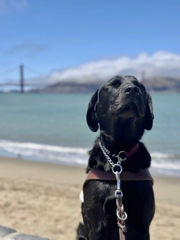 Black lab male Kingsley sitting on a low rock wall looking up with his eyes closed and a smiling expression with a beach, the bay, and the Golden Gate Bridge behind him