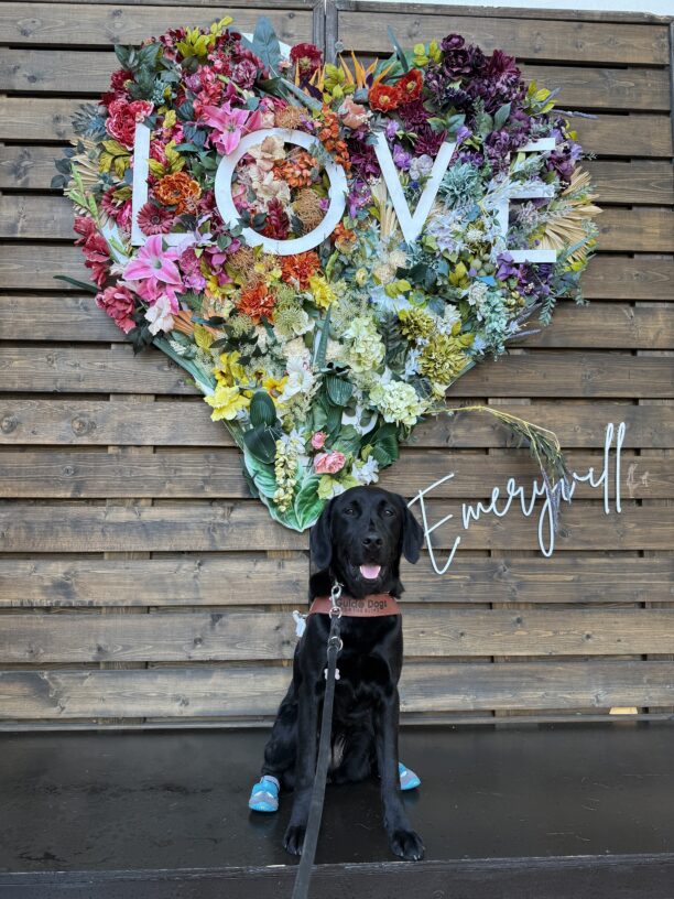 Jamila sits in harness with blue booties on her back feet looking at the camera. Behind her is a floral rainbow heart with the word 