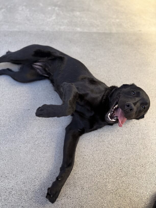 Jamila is laying with her belly partially up towards the camera. Her mouth is open with her tongue hanging out. She is in the middle of Community Run.
