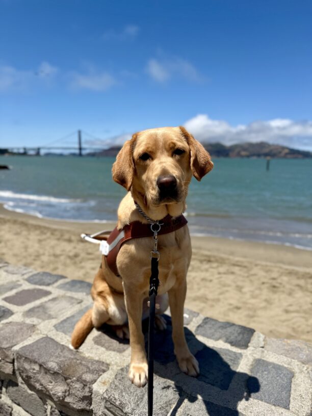 Jacinda sits in harness looking at the camera. It is a beautiful sunny day. Behind her is the San Francisco Bay with the Golden Gate Bridge in the distance.