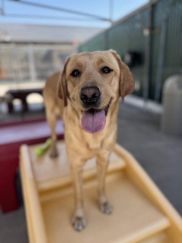 Jacinda stands on a yellow staircase play structure. She is staring at the camera with her tongue out.