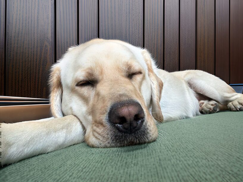 Lynx snoozes on a green dog bed with a dark wood-paneled wall behind him.