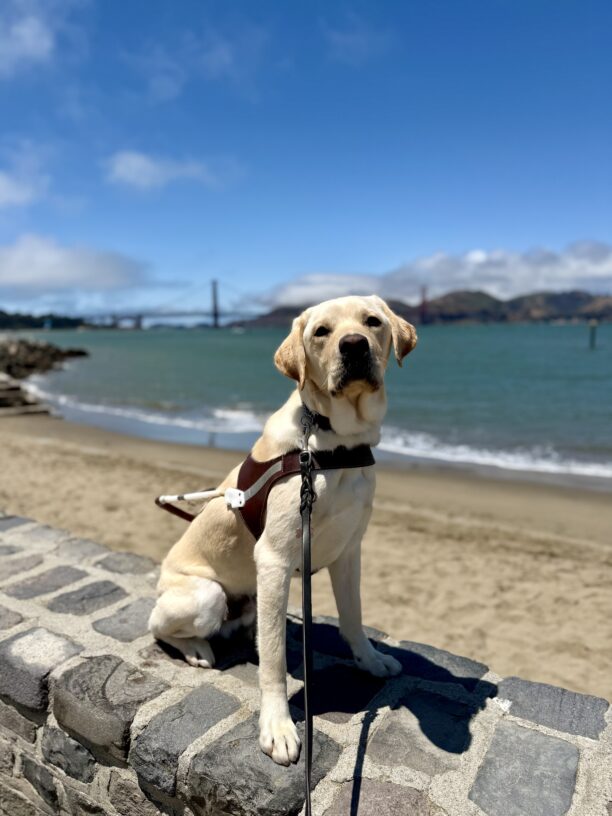 Yellow lab male Adrian sitting on a short rock wall in harness with a beach, the bay, and the Golden Gate Bridge behind him