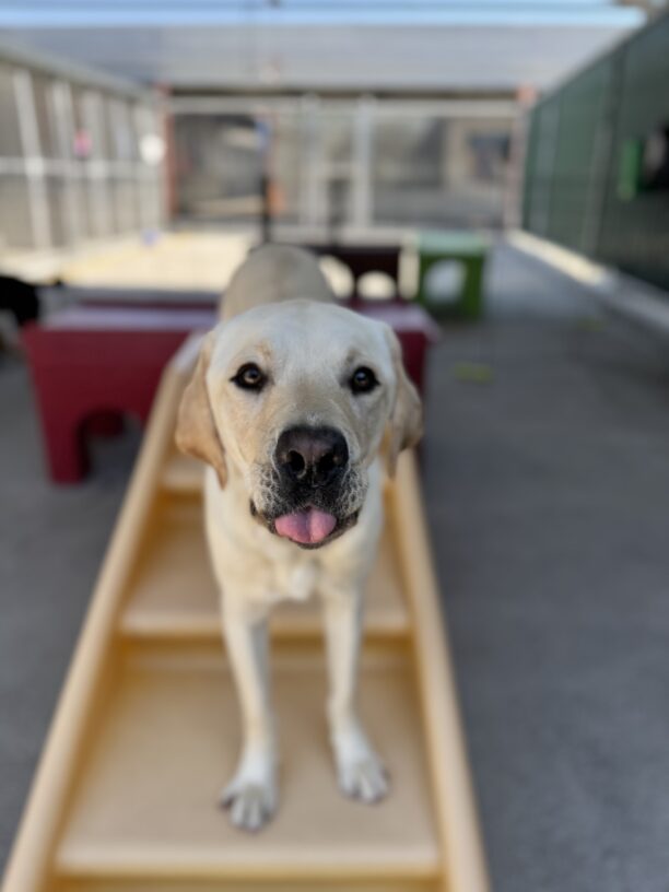 Adrian standing on a yellow play structure in community run. He is looking at the camera with his tongue sticking out