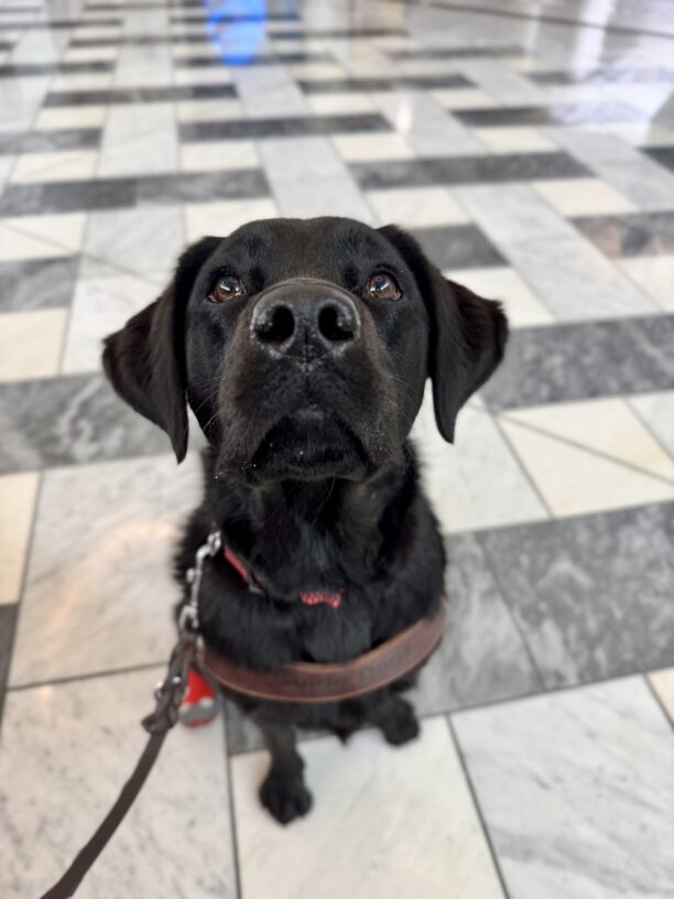 Kahlo, a black Labrador Retriever, is sitting in harness and staring into the camera with her soft brown eyes. A tile floor is seen behind her.