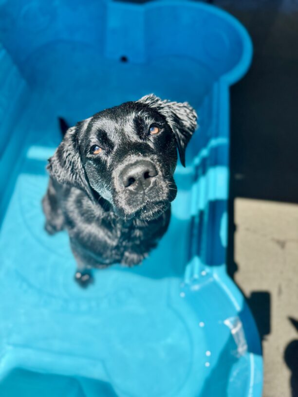 Kahlo, a black Labrador Retriever, is sitting in a light blue bone filled with water. She is staring into the camera and tilting her head.