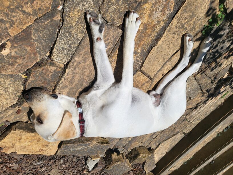 Crew is laying on his side, napping in the sun on a stone pathway in the yard of his foster care provider.