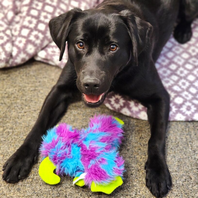 Black Lab Minnow laying on a purple and white dog bed with a purple, blue, and lime green stuffed dog toy.