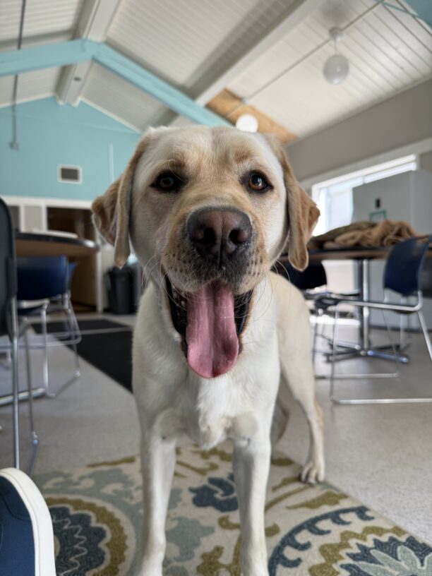 Lynx shows off his long tongue, taking a break between tosses while playing fetch!